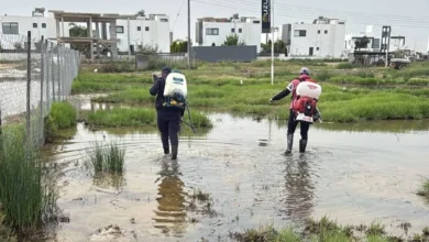 GMB kent genelinde sivrisinekle mücadeleye devam ediyor