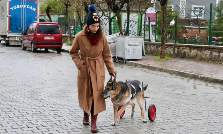 12 yıllık can dostu yürüteçle yeniden ayağa kalktı